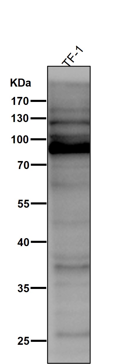 Transferrin receptor Ab