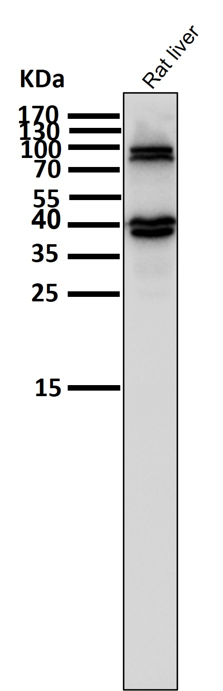 Transferrin receptor Ab