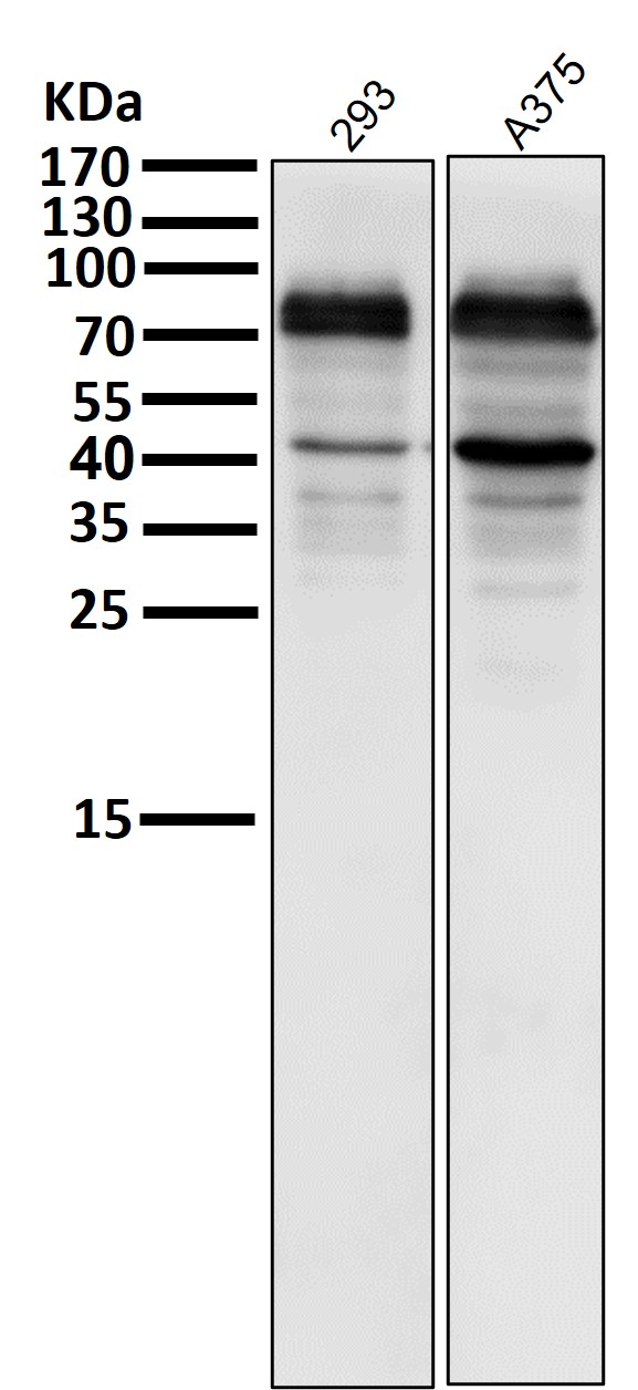 Transferrin receptor Ab