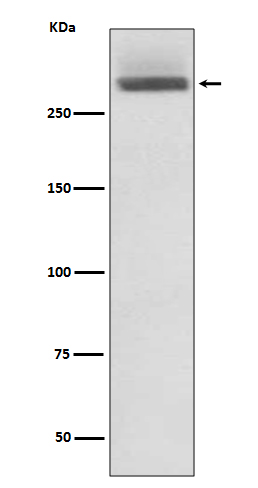 Laminin alpha 3 Ab