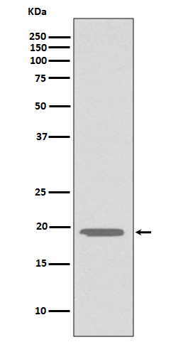 Glucagon Ab