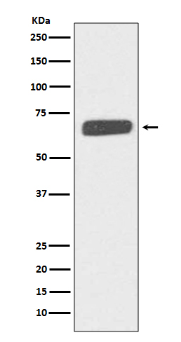 Collagen X alpha 1 Ab