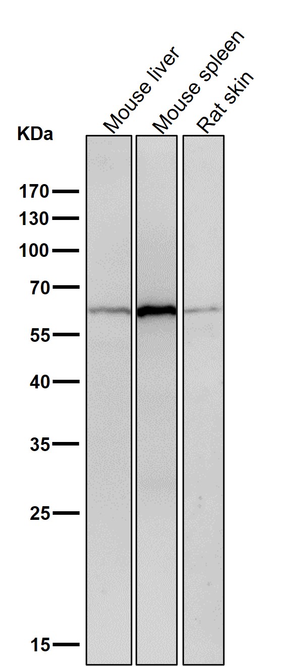 Collagen X alpha 1 Ab