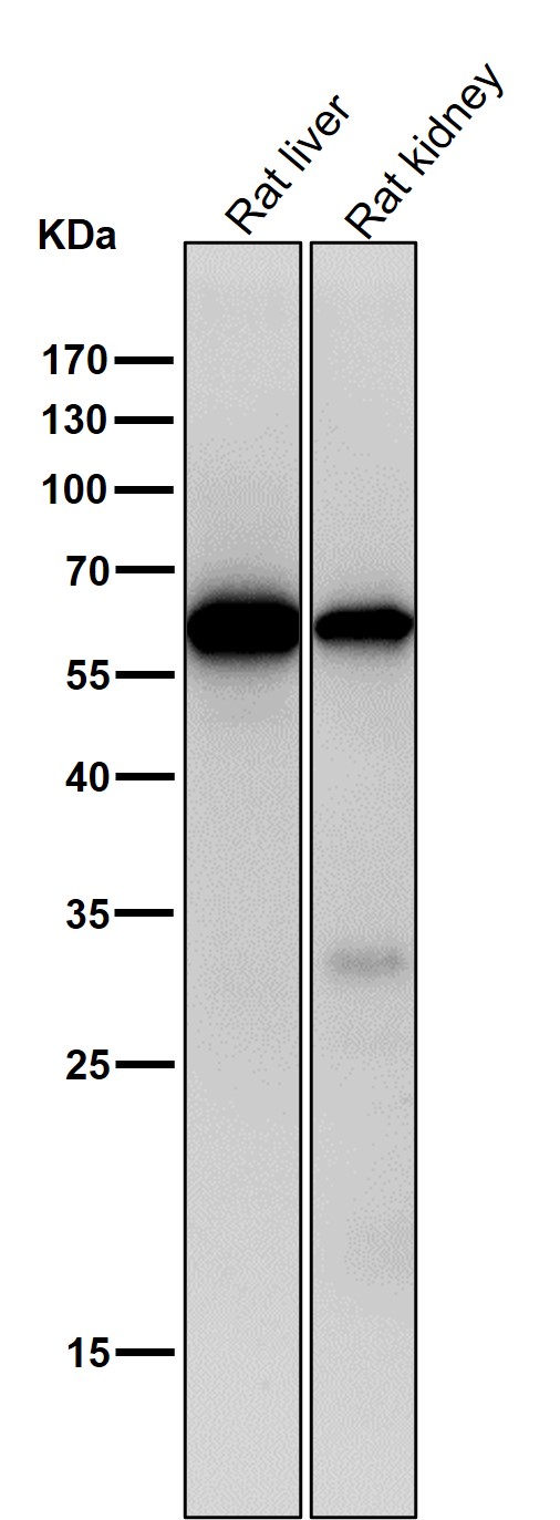 Collagen X alpha 1 Ab