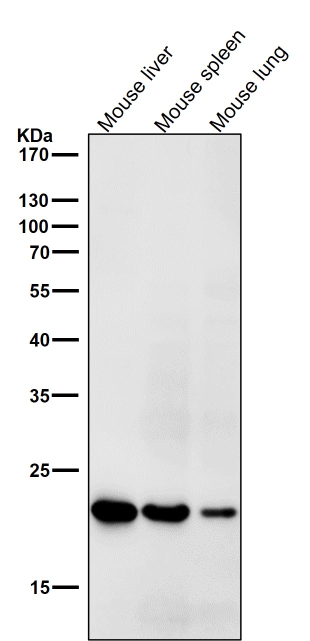 WFDC2 Ab