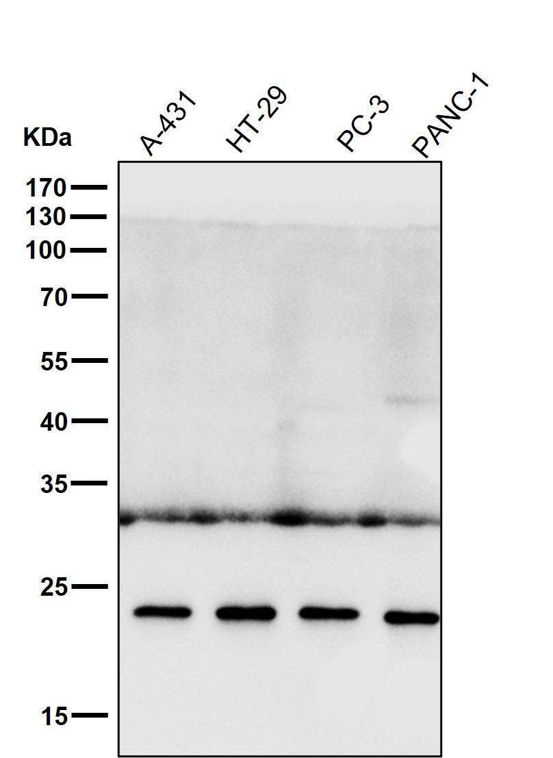 WFDC2 Ab