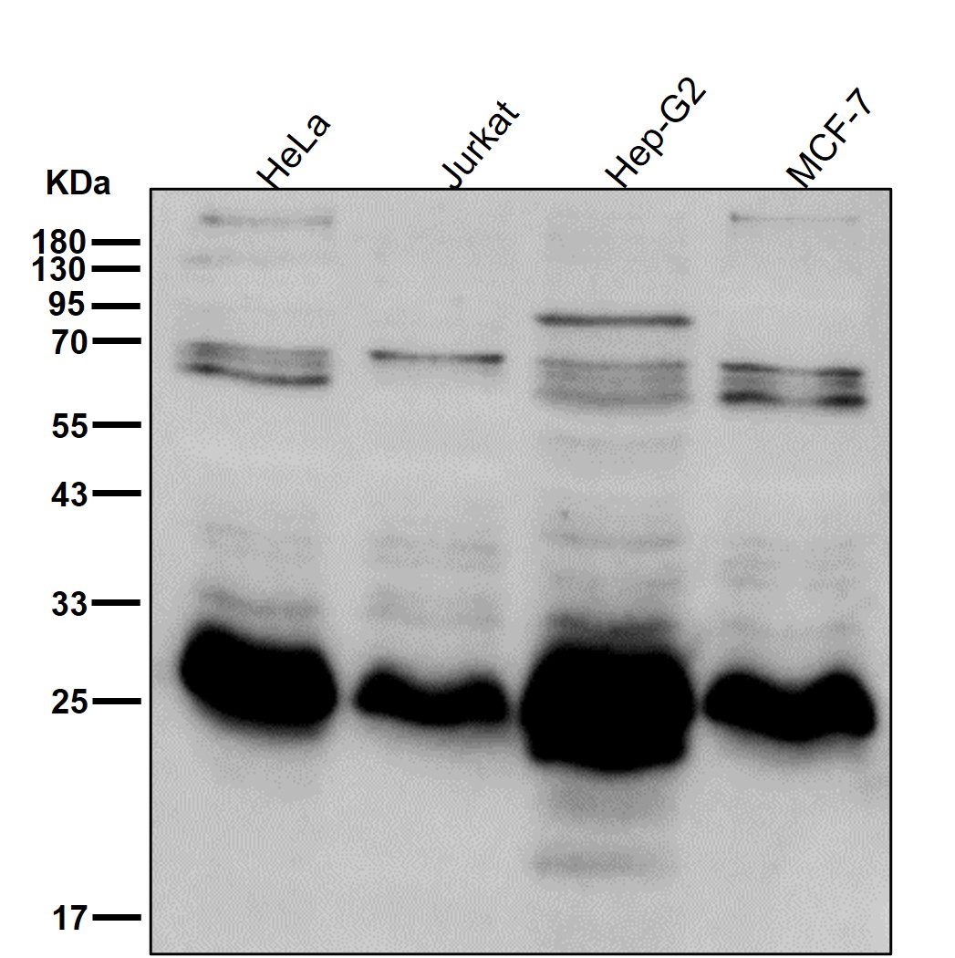 Thymidine kinase Ab