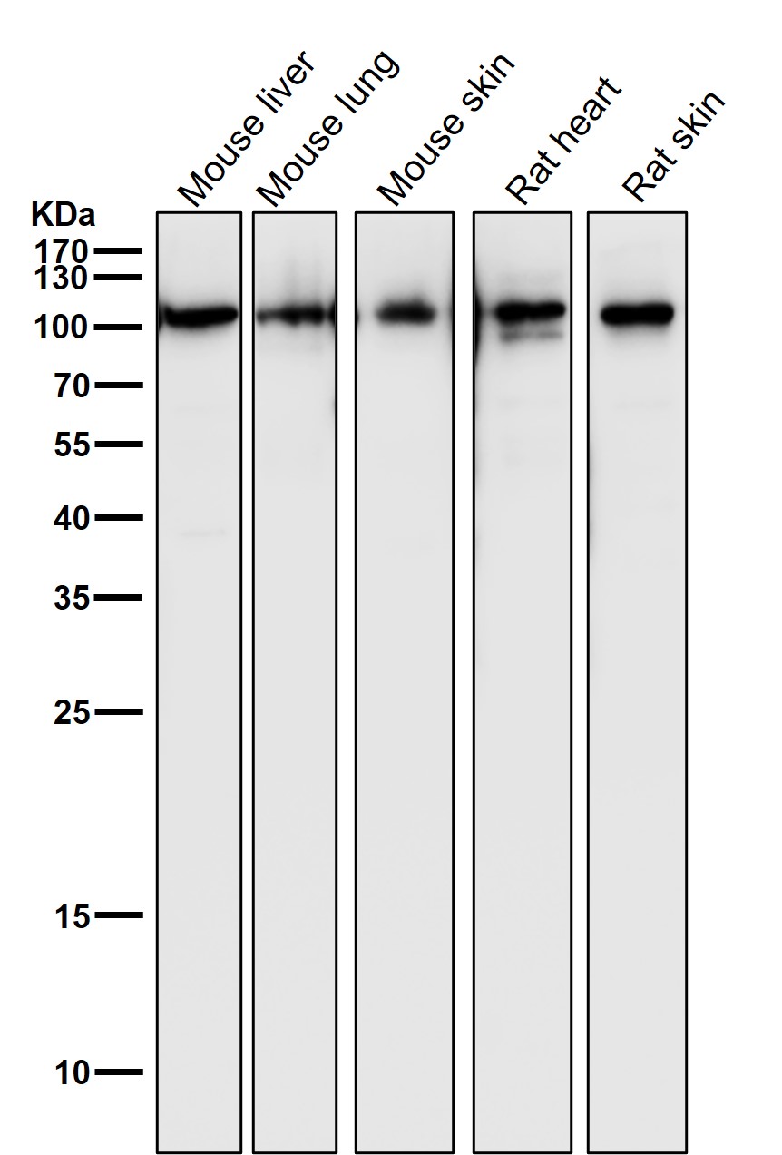 PGC1 alpha/beta Ab