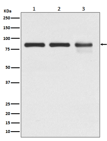 gamma Catenin Ab