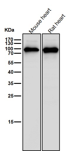 gamma Catenin Ab