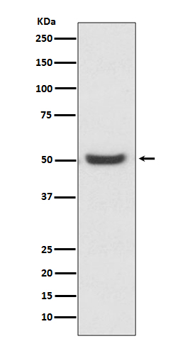 PDIA6 Ab