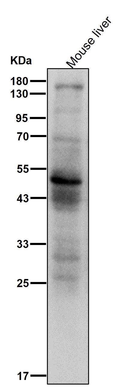 PDIA6 Ab