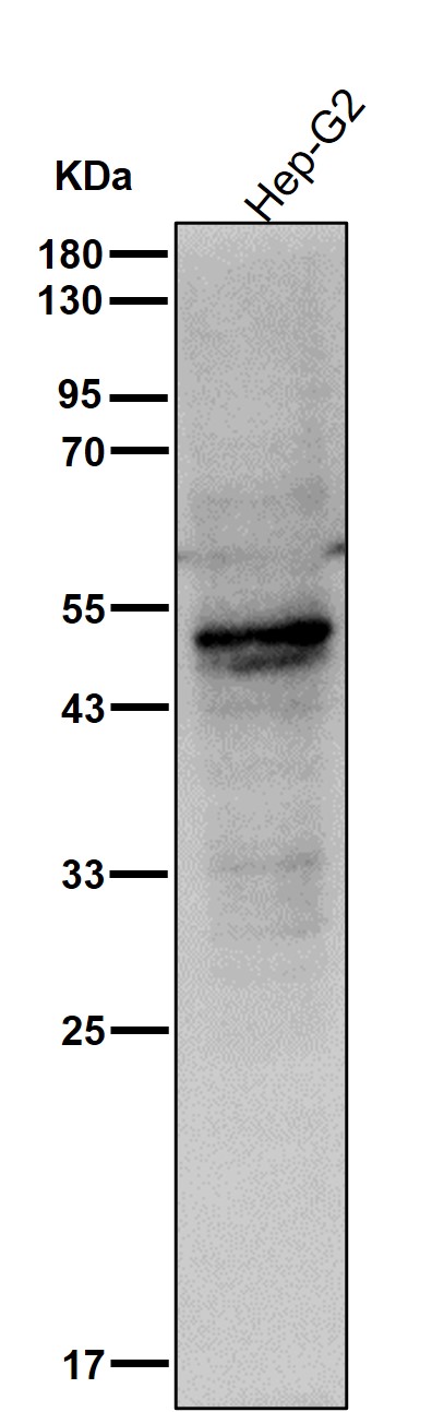 PDIA6 Ab