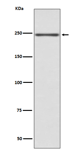 Myosin heavy chain 6/7 Ab