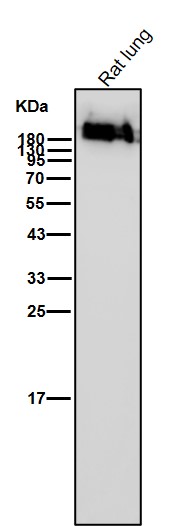 Myosin heavy chain 6/7 Ab