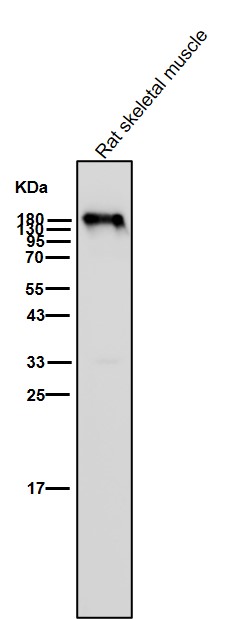 Myosin heavy chain 6/7 Ab