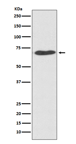 PDIA2 Ab