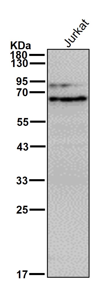 PDIA2 Ab