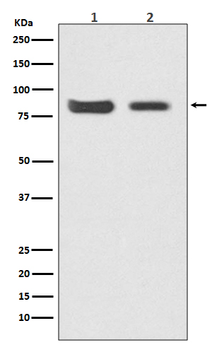 Mitofusin 2 Ab