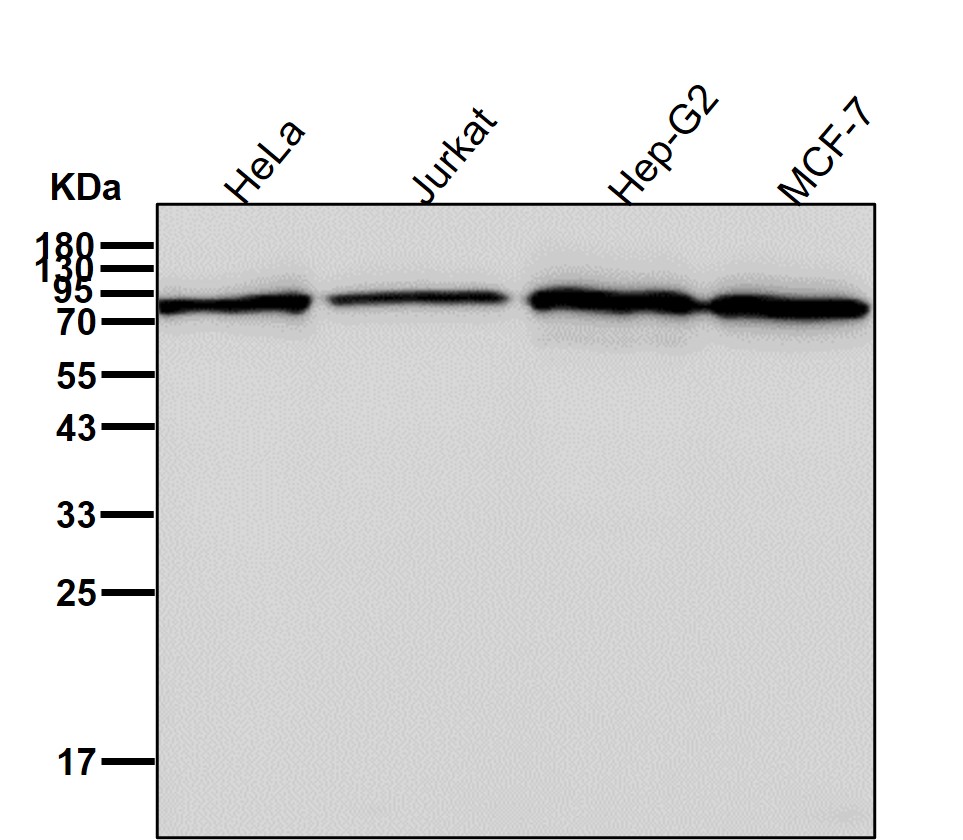 Mitofusin 2 Ab