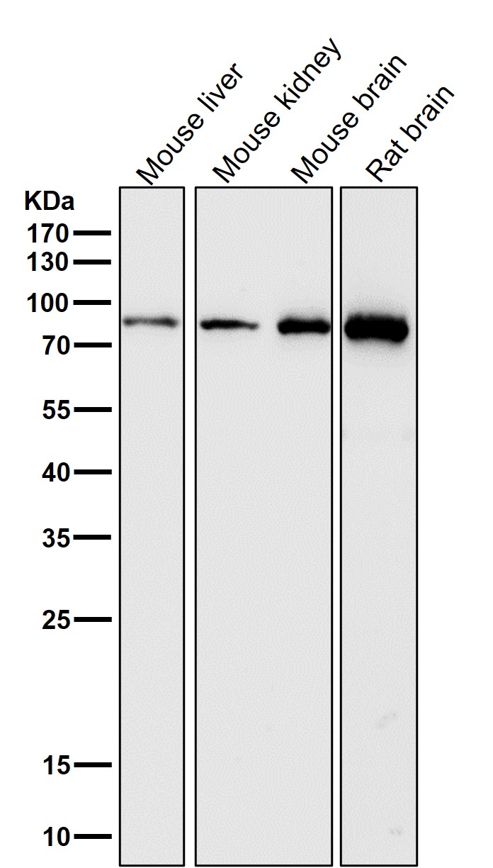 Mitofusin 2 Ab