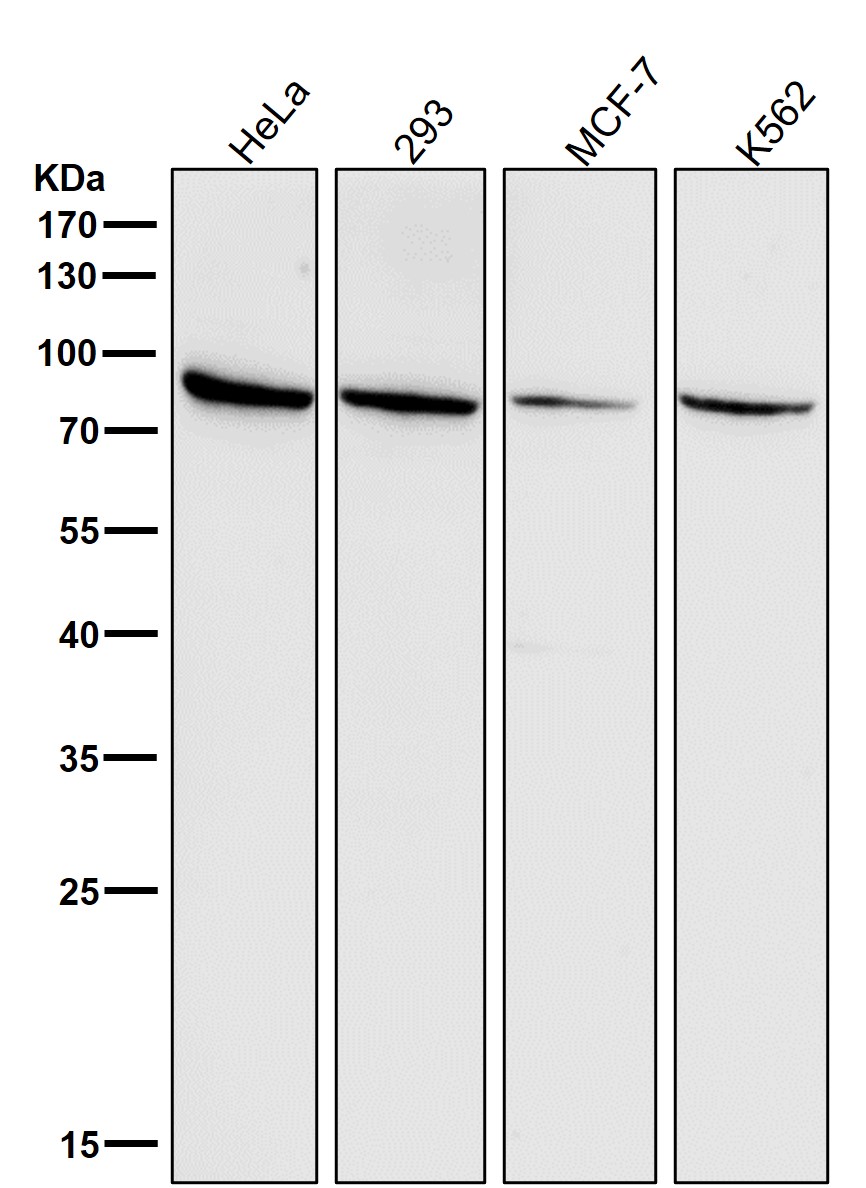 Mitofusin 2 Ab