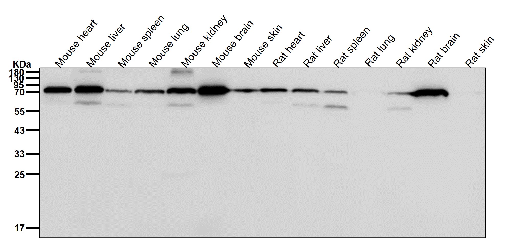 Mitofusin 2 Ab