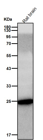 PGP9.5 Ab