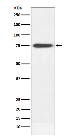 Human IgM Ab