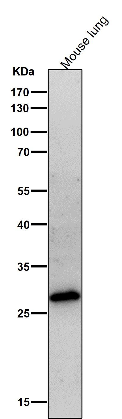 Neutrophil elastase Ab