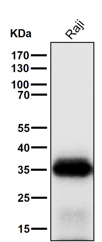 Neutrophil elastase Ab