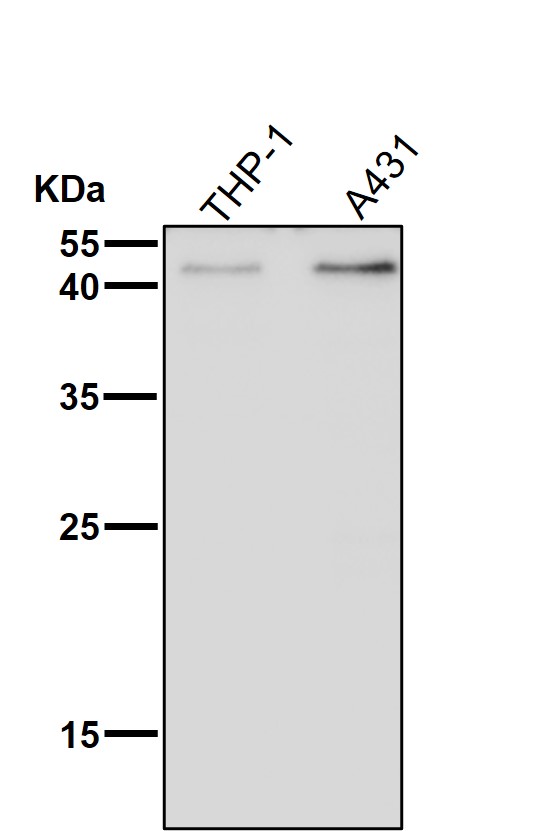 KLF4 Ab