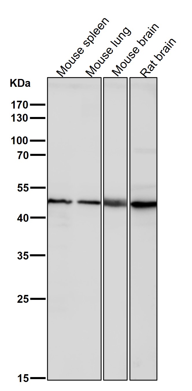 KLF4 Ab