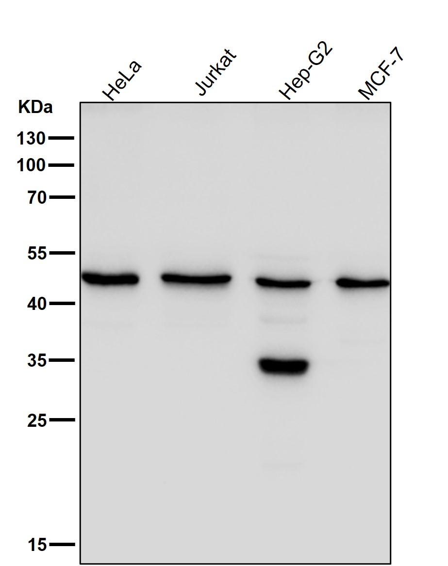 KLF4 Ab