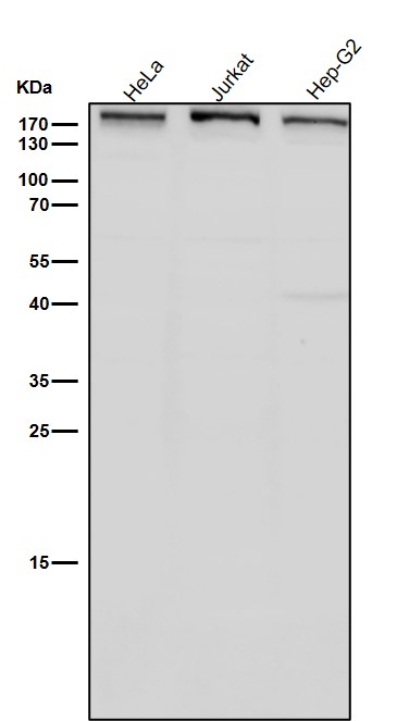 DNMT1 Ab