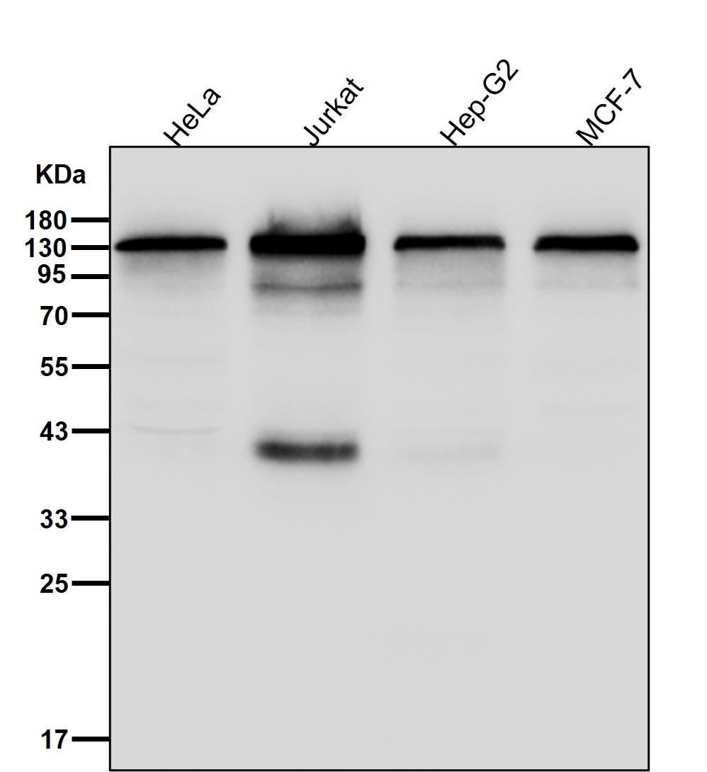 BCL 11B Ab