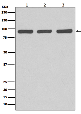 Argonaute 2 Ab