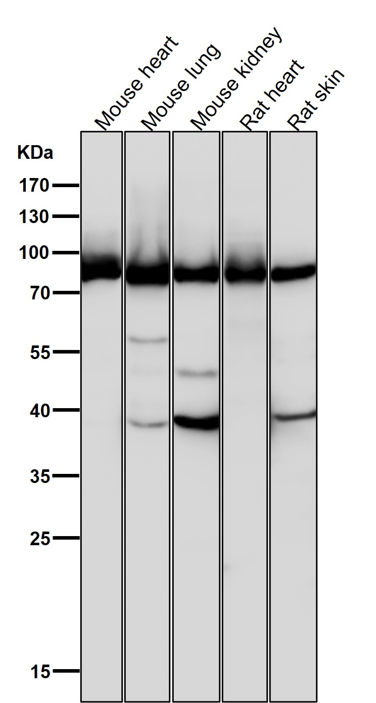 Argonaute 2 Ab