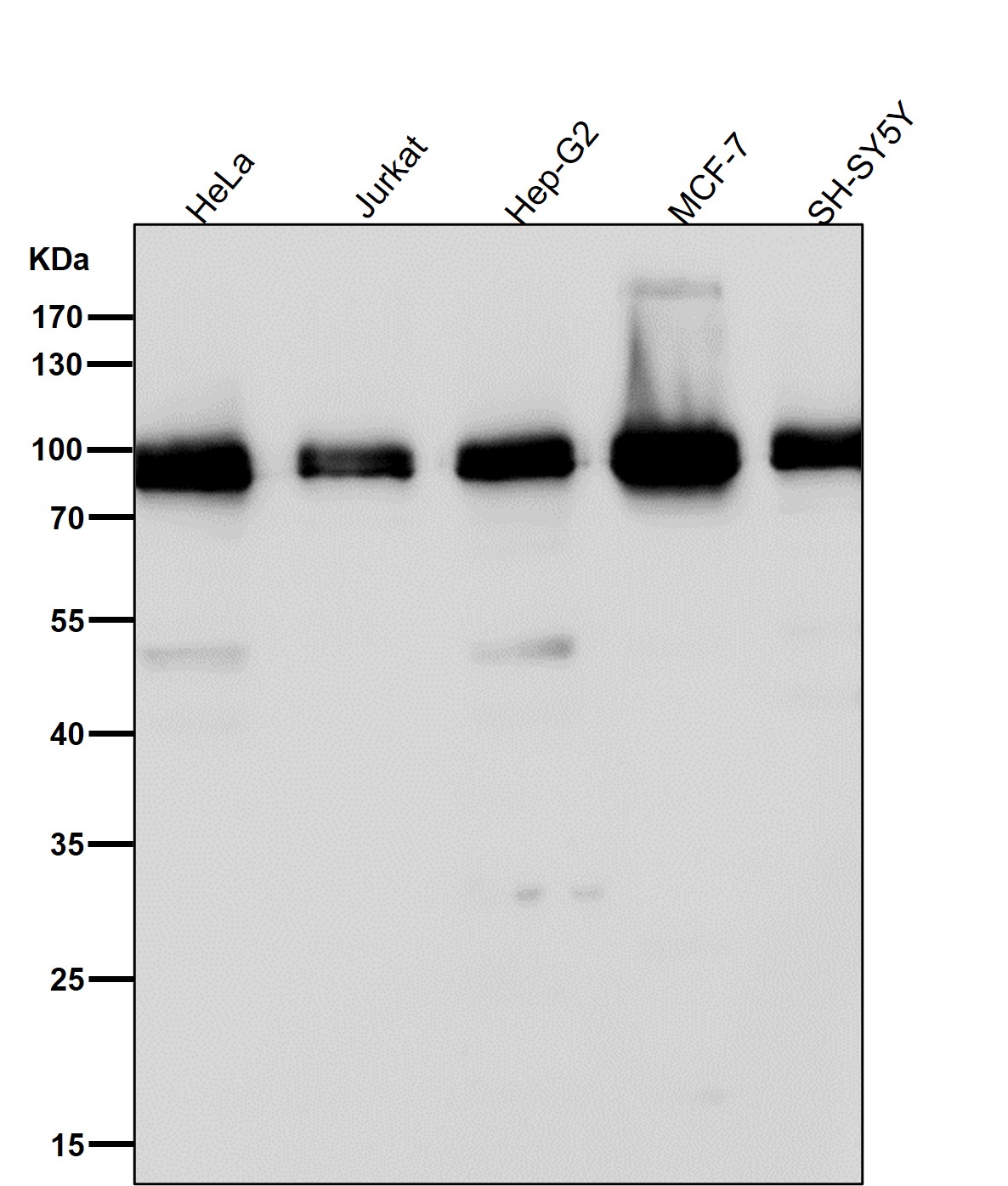 Argonaute 2 Ab