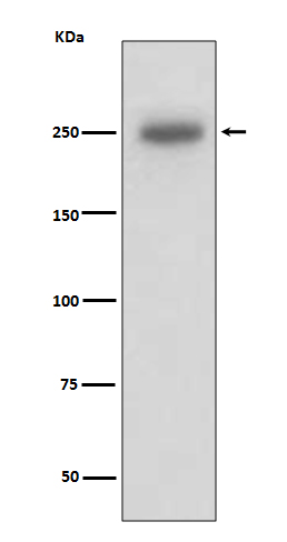 Laminin beta 1 Ab