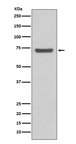 ABCG2 Ab