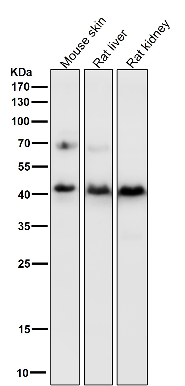 PDHA1 Ab