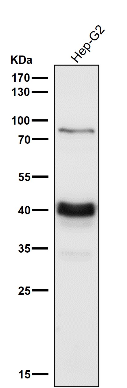 PDHA1 Ab