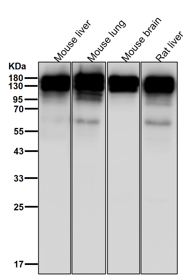 TP53BP2 Ab