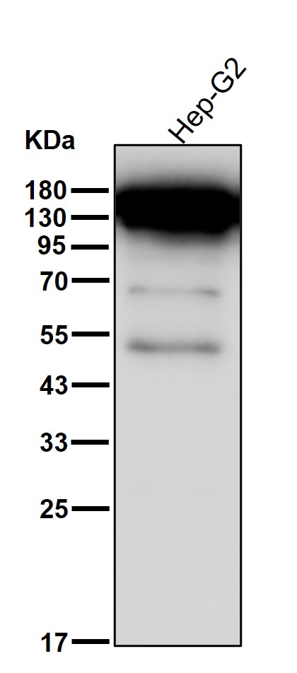 TP53BP2 Ab