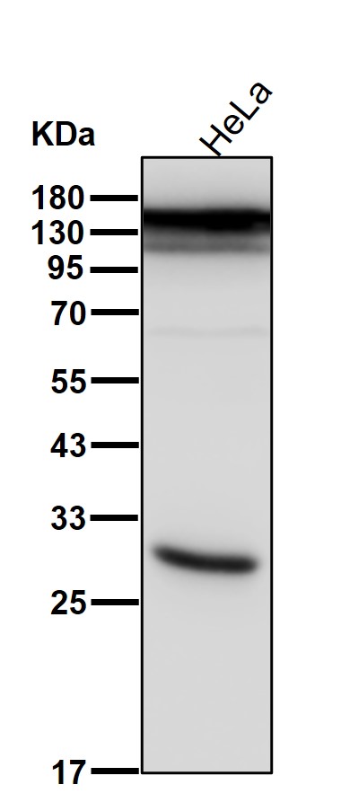 TP53BP2 Ab