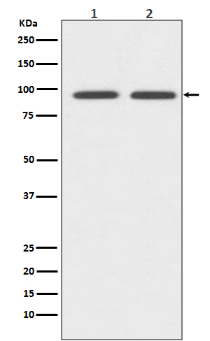 CD19 Ab