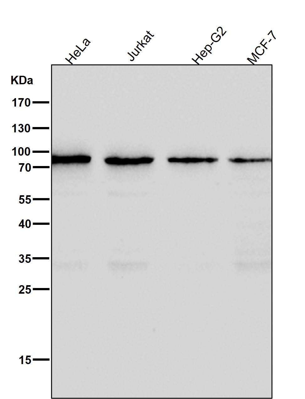 CD19 Ab