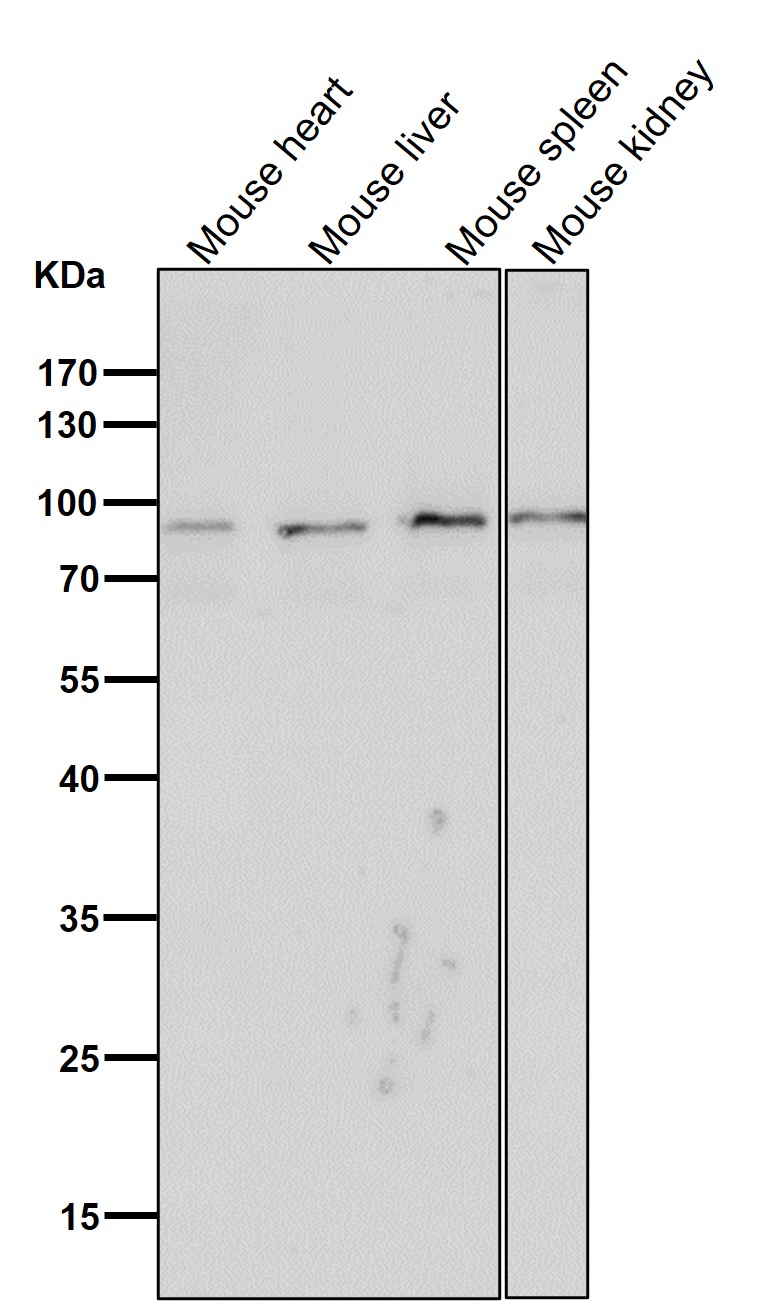 CD19 Ab