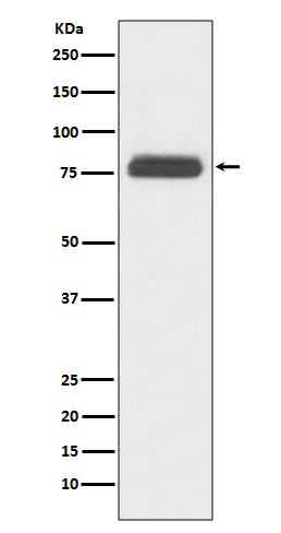 TBR1 Ab